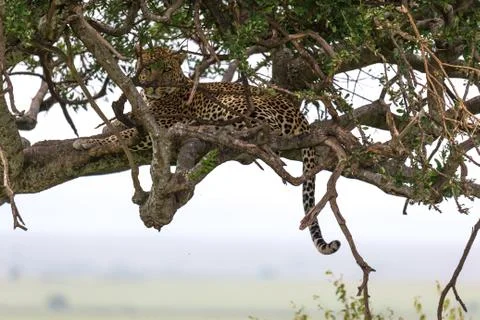 A leopard has settled comfortably between the branches of a tree to rest Stock Photos
