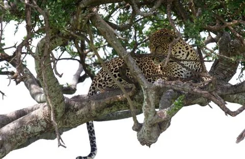 A leopard has settled comfortably between the branches of a tree to rest Stock Photos