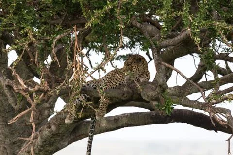 A leopard has settled comfortably between the branches of a tree to rest 스톡 사진