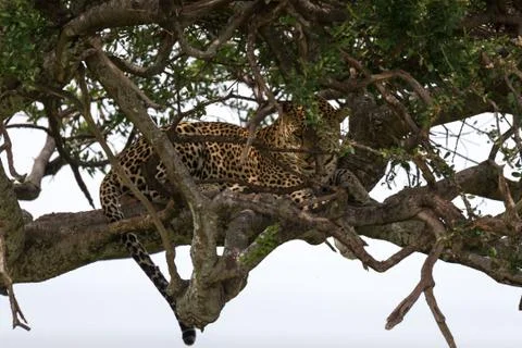 A leopard has settled comfortably between the branches of a tree to rest Stock Photos