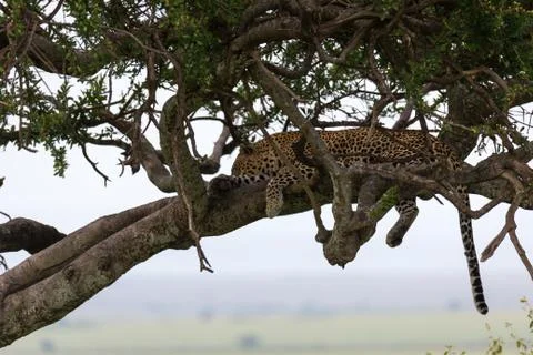 A leopard has settled comfortably between the branches of a tree to rest Stock Photos