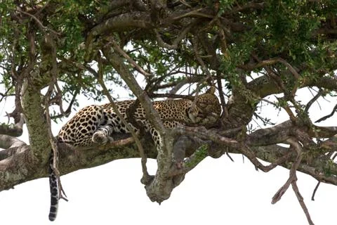 A leopard has settled comfortably between the branches of a tree to rest Stock Photos