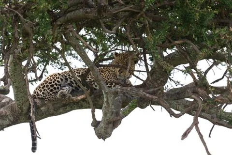 A leopard has settled comfortably between the branches of a tree to rest Stock Photos