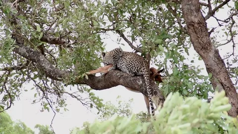 Leopard having lunch on a tree branch with impala prey Stock Footage 88646033