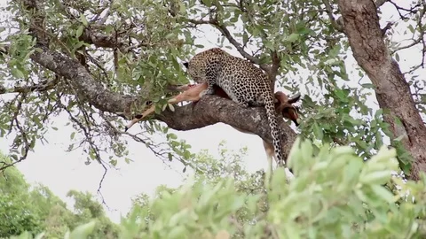 Leopard having lunch on a tree branch with impala prey Stock Footage 88731186