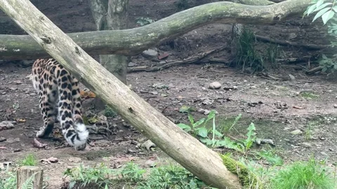 Leopard. HD background video clip. Backdrop HD footage. Stock Footage 207813542