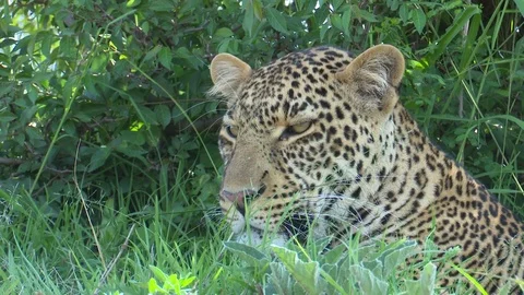 LEOPARD HEAD AND SHOULDER Video stock 76131780