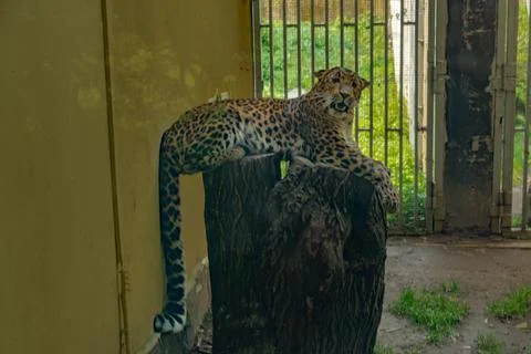 Leopard head with green yellow background in summer day Stock Photos