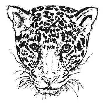 Leopard Head Sketch, Black and White, Wild Animal Portrait Illustration Stock Illustration