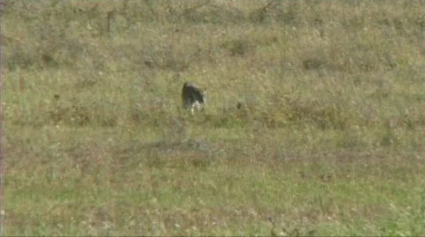 Leopard with her cub Stock Footage 618420