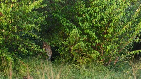 Leopard Hidden in Dense Green Foliage 4k Telephoto Lens Wildlife Footage Stock Footage 338255005