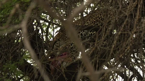 Leopard, hidden feeding antelope on the tree, close-up portrait in the gree tree Stock Footage 307386751