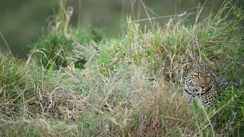 Leopard hidden in long green grass in the Savannah with a big yawn. Vídeo Stock 332548673