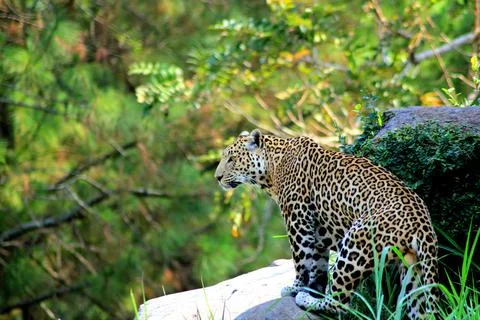 Leopard hide Stock Photos
