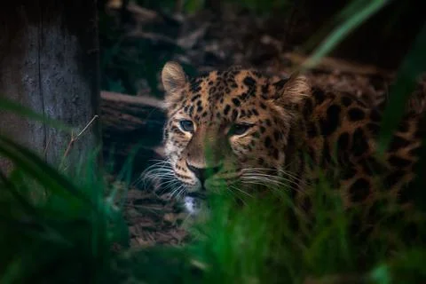 Leopard hiding in the grass in the dark forest Stock Photos