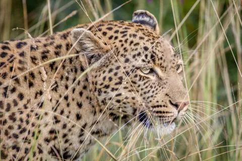 Leopard hiding in the high grasses. Stock Photos