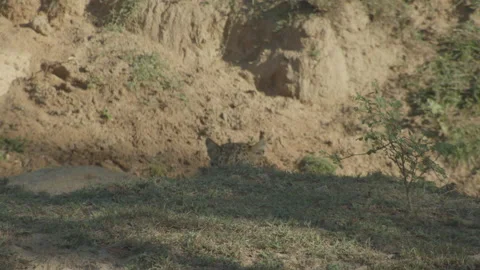 Leopard is hiding -Sri Lanka. Stock Footage 235536588