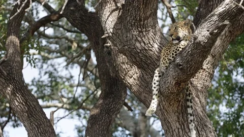 Leopard high up in a big tree Stock Footage 201005524