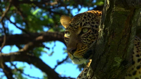 Leopard up high Stock Footage 201924113