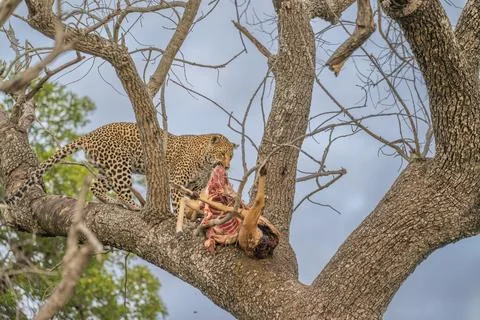 Leopard high up in a tree repositioning sain impala1 Stock Photos