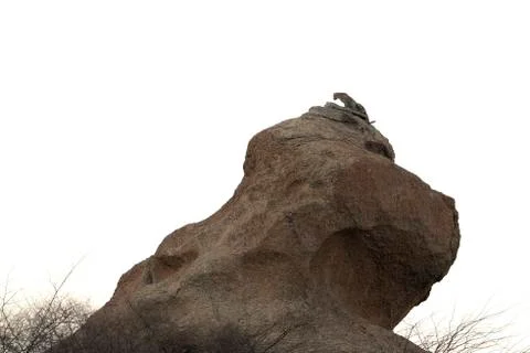 Leopard on the hilltop Foto stock