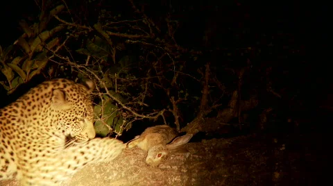 Leopard with his food 库存影片 717460