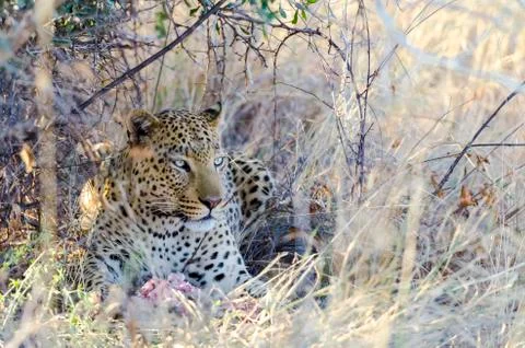 Leopard with his kill under a tree Stock Photos