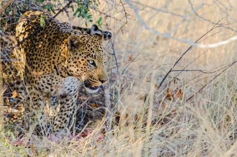 Leopard with his kill under a tree Stock Photos