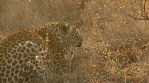 Leopard Hissing 库存影片 532817