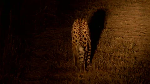 Leopard Hunt Видео 687127