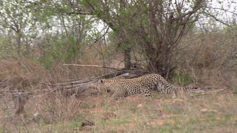 A leopard on the hunt, slinking through the grass as it stalks its prey. Video stock 168067827