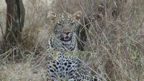 Leopard hunting in the bush Video stock 71196849