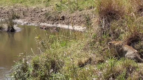 Leopard hunting in the bush Stock Footage 83241605