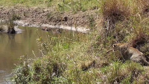 Leopard hunting in the bush Stock Footage 83241620