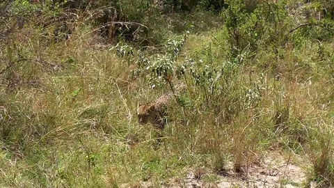Leopard hunting in the bush Stock Footage 83241860
