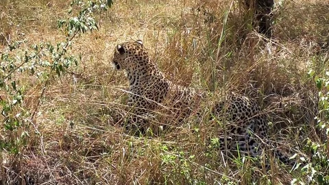 Leopard hunting in the bush Stock Footage 83241881