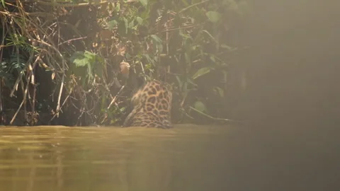 Leopard hunting, catching fish in river water Video stock 322197069