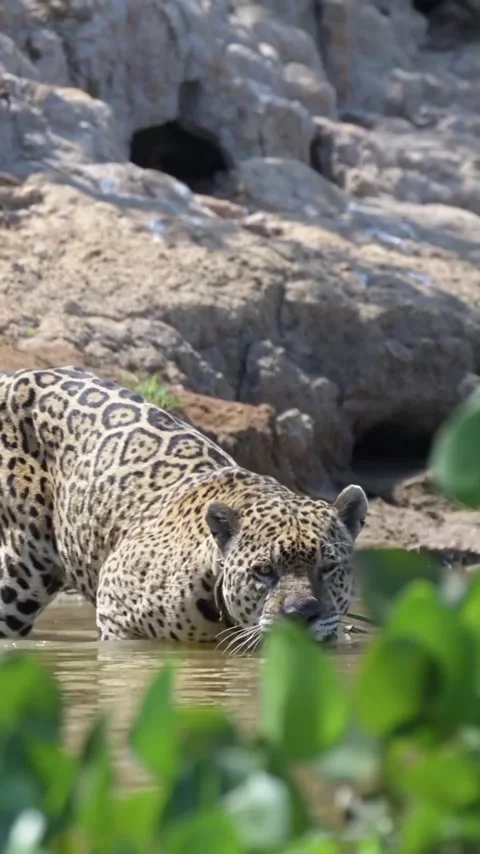 Leopard hunting crocodile in the river Stock Footage 318770962