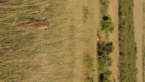 Leopard Hunting Vídeos de archivo 234678630