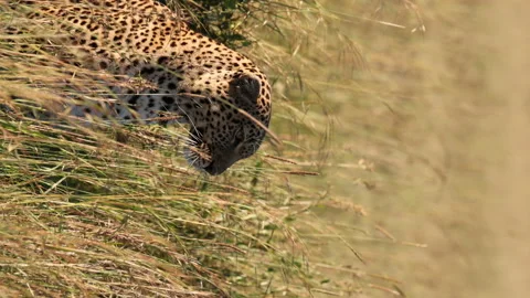 Leopard Hunting Vídeos de archivo 234678636