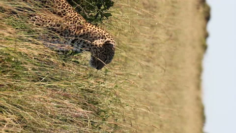 Leopard Hunting Stock Footage 234678638