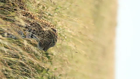 Leopard Hunting Vídeos de archivo 234678646