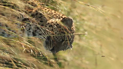 Leopard Hunting Vídeos de archivo 234678658