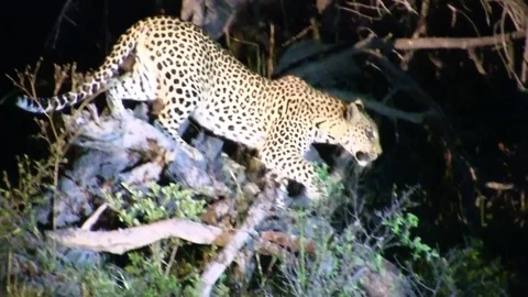 Leopard hunting in the night in Botswana 库存影片 79159920