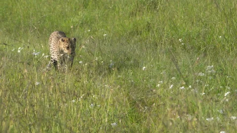 A leopard hurry through tall grass in the plains of mara Video stock 176548898