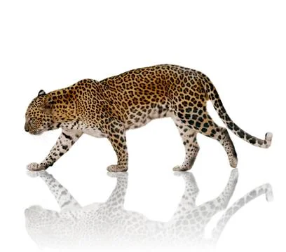 Leopard Stock Illustration