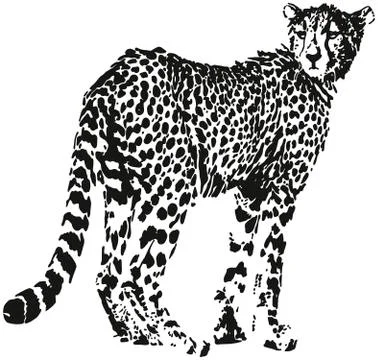 Leopard Stock Illustration