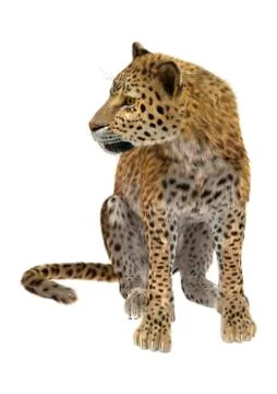 Leopard Stock Illustration