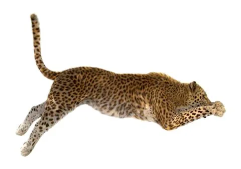 Leopard Stock Illustration