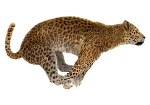 Leopard Stock Illustration